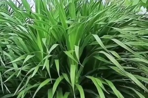 龙须树是喜阳还是喜阴植物？（探究龙须树生长的光照需求）