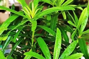 罗汉松的冬季保护（了解罗汉松是否怕冷及如何防止冻害）