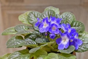紫罗兰为何不开花？（探寻紫罗兰不开花的原因与解决方法）