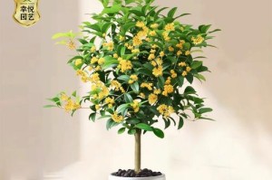 桂花的美妙烹饪之道（用活桂花赋予美食无限芬芳）
