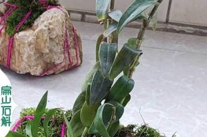 以麻金钗的种植技巧与养护方法（打造鲜艳夺目的花坛，让麻金钗绽放绚丽光彩）