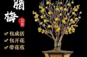 如何栽种腊梅老桩并确保存活率高（掌握关键步骤，让腊梅老桩繁衍生息）