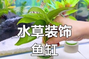 绿萝水培的修剪技巧（打造美丽健康的绿萝，学会正确修剪是关键）