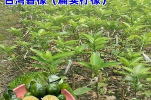 柠檬几年结果实（探寻柠檬树结果实的奥秘）