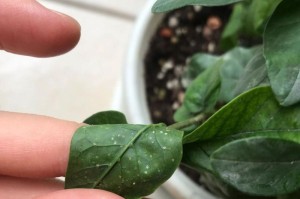 茉莉花如何处理有虫害问题（养护茉莉花，从根除虫害开始）