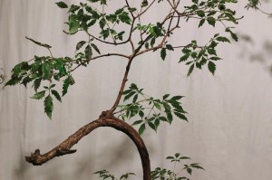 黄荆老桩的养殖方法与养护事项（掌握黄荆老桩养殖技巧，让你轻松打造理想水景）