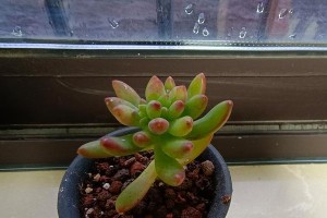 多肉叶子发黄的原因及处理方法（如何解决多肉植物叶子发黄问题）