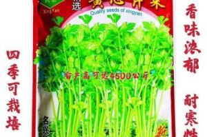 芹菜播种时间及技巧（如何选择种子和土壤，保证芹菜种植成功？）