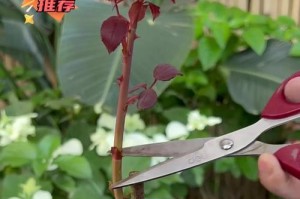 月季养护指南（以弱小的月季为中心，探索养护的关键技巧）