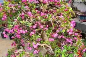 盆栽海棠的管理要点（打造花园中的盆景之美）