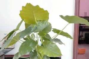 移植滴水观音后黄叶怎么办？（解决滴水观音黄叶问题的有效方法）