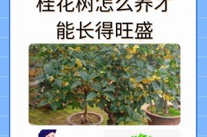 木樨花树养护技巧大全（让你的木樨花树常年盛放，打造花香四溢的花园）