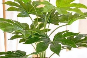 探索家中盆栽八角的美妙世界（了解八角，从家中盆栽开始）