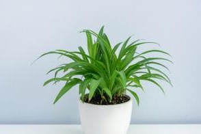 青叶吊兰种植指南（了解青叶吊兰的生长环境、种植技巧和养护要点）