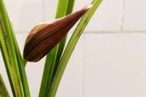 兰花不开花的原因及解决方法（探索兰花不开花的原因以及有效的解决方法，让你的兰花焕发生机）