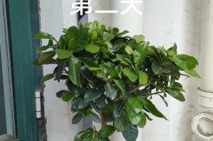 以芝子花怎么养殖？芝子花养殖指南