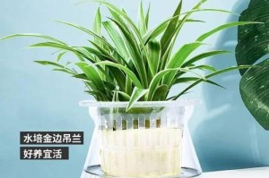 水培吊兰的养殖技巧（室内种植空气净化好帮手）
