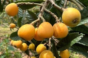 湖南枇杷成熟时间及品质分析（探寻枇杷的成长历程，品味湘南美食）