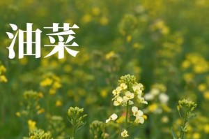 南方油菜种植技巧（播种时间、肥料使用、病虫害防治等重要注意事项）