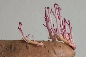 怎样让番薯快速发芽？（番薯发芽的方法和技巧）