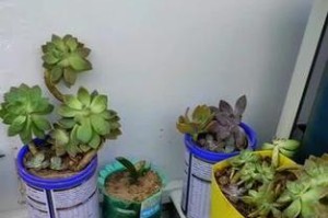 奶粉瓶子养花的方法与技巧（利用废弃奶粉瓶子打造小花园，让生活更加绿色环保）
