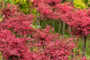 红枫开花季节及特点（秋季的枫叶与春季的花朵、花期长短、花色变化等）