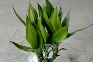 以荷花竹种子怎么养（从种子到盛放，打造美丽庭院的秘诀）