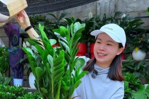 养殖金钱树不长怎么办？解决方法大揭秘（透过了解金钱树养殖技巧，让您的金钱树茁壮成长）