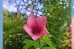 紫蝉花幼苗的养护技巧（打造美丽花园的秘诀，让紫蝉花幼苗健康茁壮成长）