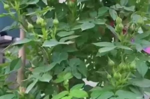 保护植物免受疾病侵害的方法（防止花长病的关键措施）