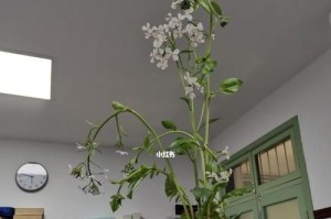 如何让孔雀翎花绽放绚烂花海（从养护、施肥到剪枝，关键步骤不可少）