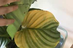 怎样拯救即将死去的苹果竹芋？（教你有效延长苹果竹芋寿命的方法）