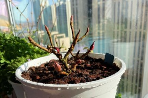 如何正确浇水养护绣球花？（掌握绣球花的浇水技巧，让其健康成长）