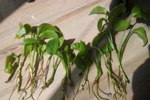 从土到绿萝的培植之路（用普通土栽培绿萝，轻松打造绿意盎然的家居景观）
