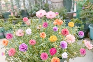 以太阳花不开花的原因及解决方法（解密以太阳花不开花的背后问题，助力花卉爱好者成功种植）