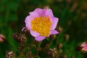 《粉团花的种植技巧与繁殖方法》（让你的花园盛开一片粉团花海）