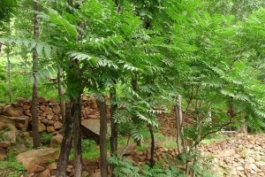 农村种植香椿的全过程（解密农村香椿种植技巧，让农民增收致富）
