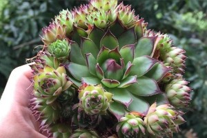 观音莲是否有毒？多肉植物的养殖技巧揭秘（了解观音莲的毒性及多肉植物的科学养护方法）