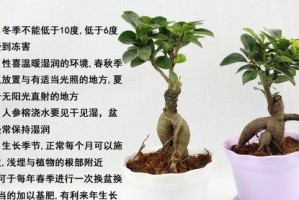 以人参榕的根怎么嫁接（掌握嫁接技巧，让人参榕生根茁壮成长）