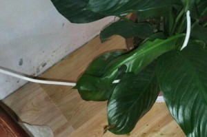 白掌生虫子的防治方法（害虫不再困扰，白掌健康茁壮！）