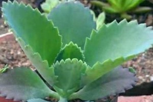 盆栽叶子黄怎么办？（教你如何解决盆栽叶子黄的问题）