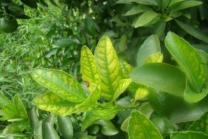 治疗桔树黄叶病的有效药品