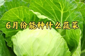 卷心菜的特点和营养价值（探究卷心菜的栽培历史和烹饪方法）
