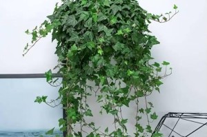养花引发皮肤过敏的应对方法（遇到植物过敏该如何处理）