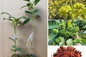 八角——一种独特的芳香植物（了解八角的植物分类和特点）