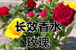 四季玫瑰的养殖指南（打造美丽花园的秘诀）