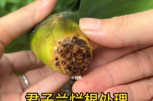 以君子兰根干软怎么办（挽救君子兰根干软的方法及注意事项）