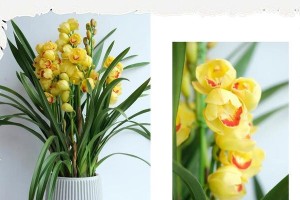 以惠兰花怎么养殖方法（从选择品种到土壤管理，一步步教你打造美丽花园）