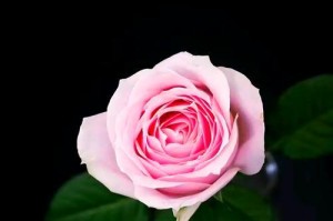 暗恋之花（揭开暗恋的花语）