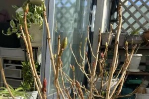 冬天修剪无尽夏绣球小苗的技巧（打造健康繁茂的夏绣球花园）